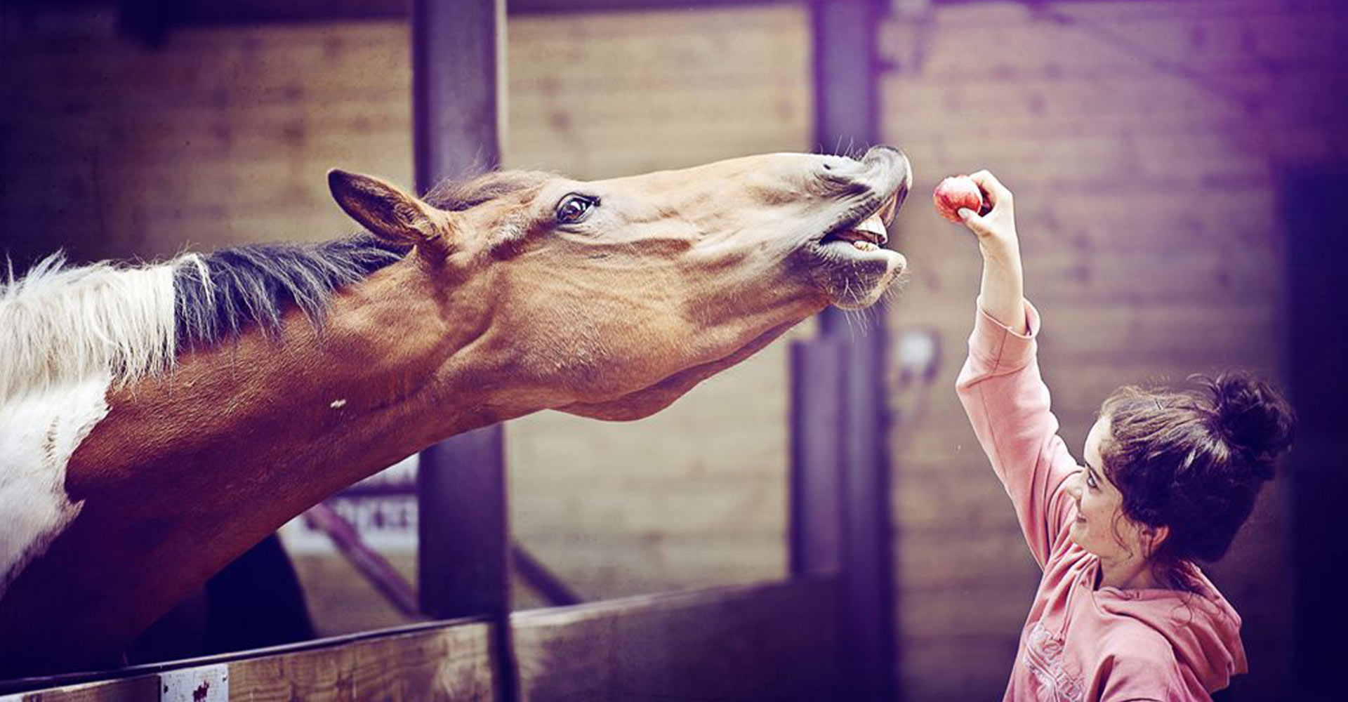 Young girl feeding a horse an apple at Athlone Equestrian Centre.