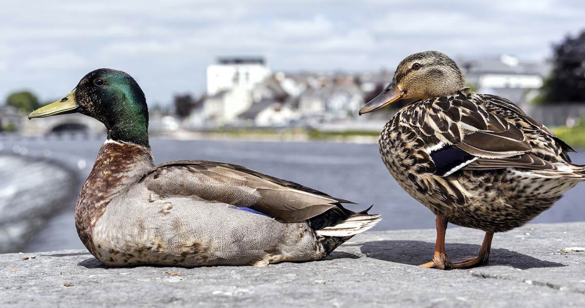 Two ducks sitting on a wall overlooking the river Shannon in Athlone.