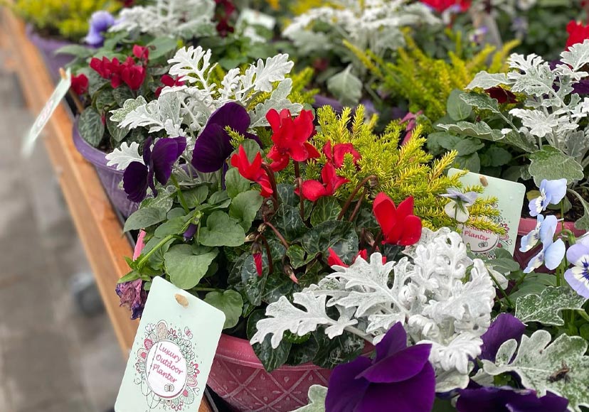 Various flowers available at Fernhill Garden Centre.