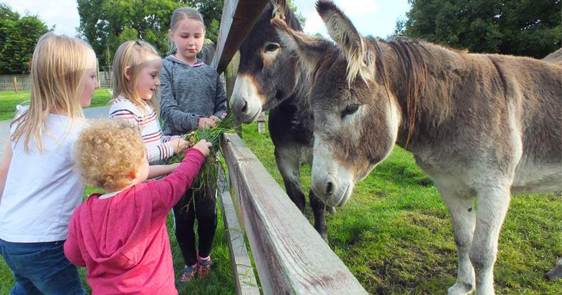 Young girls feeding donkeys at Glendeer Pet Farm.