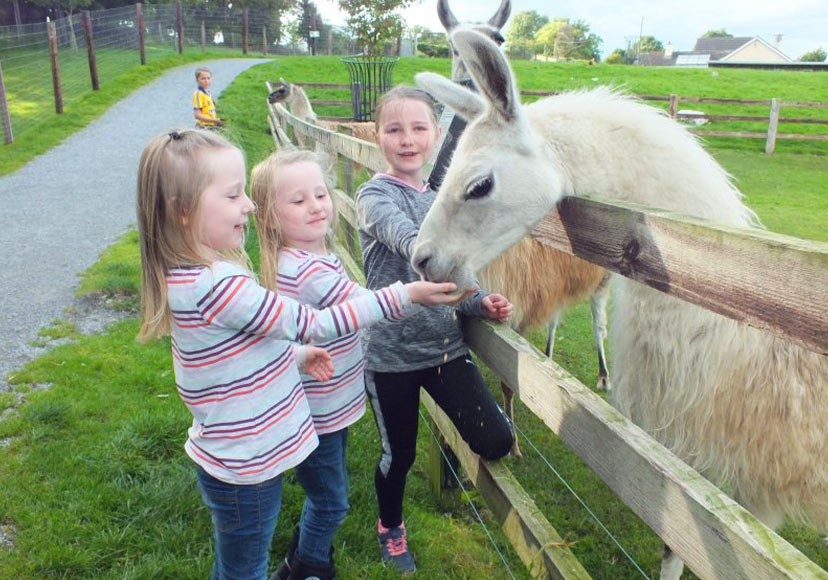 3 Young girls feeding a llama at Glendeer Pet Farm.