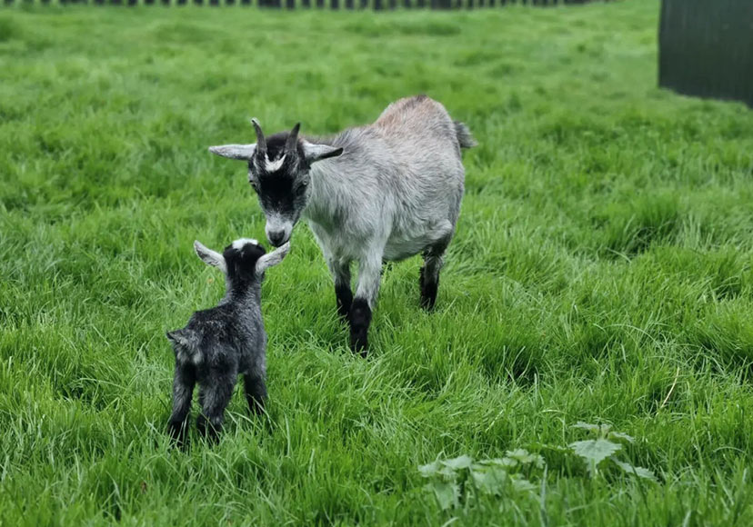 Goat and Lamb at Glendeer Pet Farm.