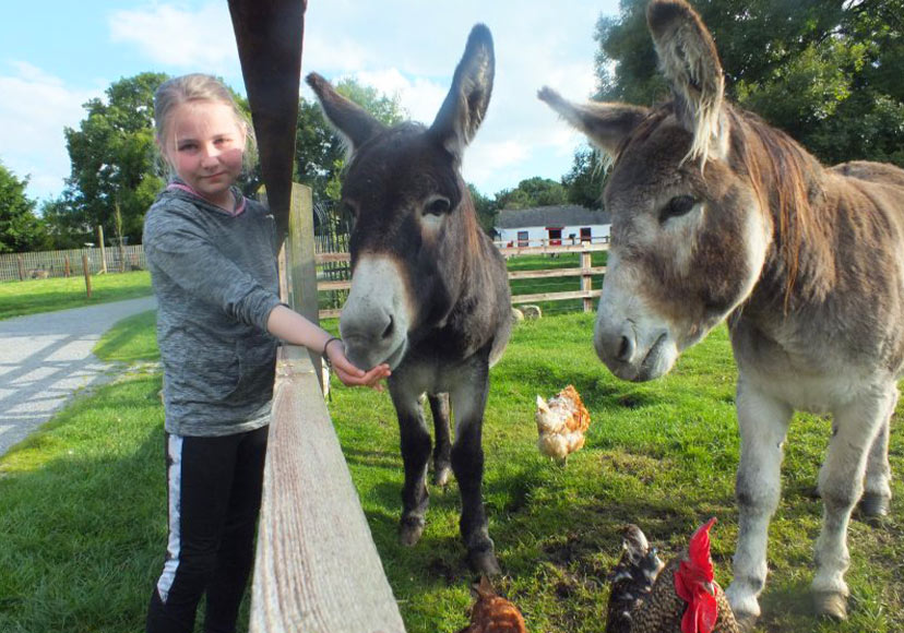 Girl feeding donkeys at Glendeer Pet Farm.