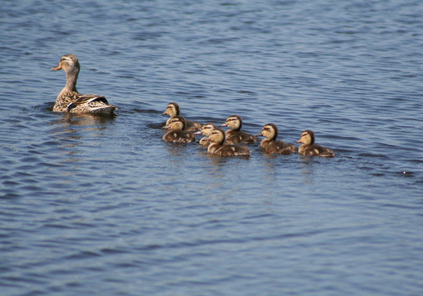 Family of ducks swimming at Lough Boora Discovery Park