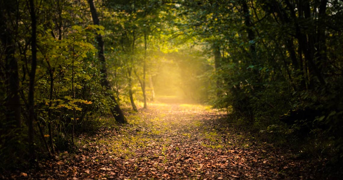 Trail at Portlick Millennium Forest.