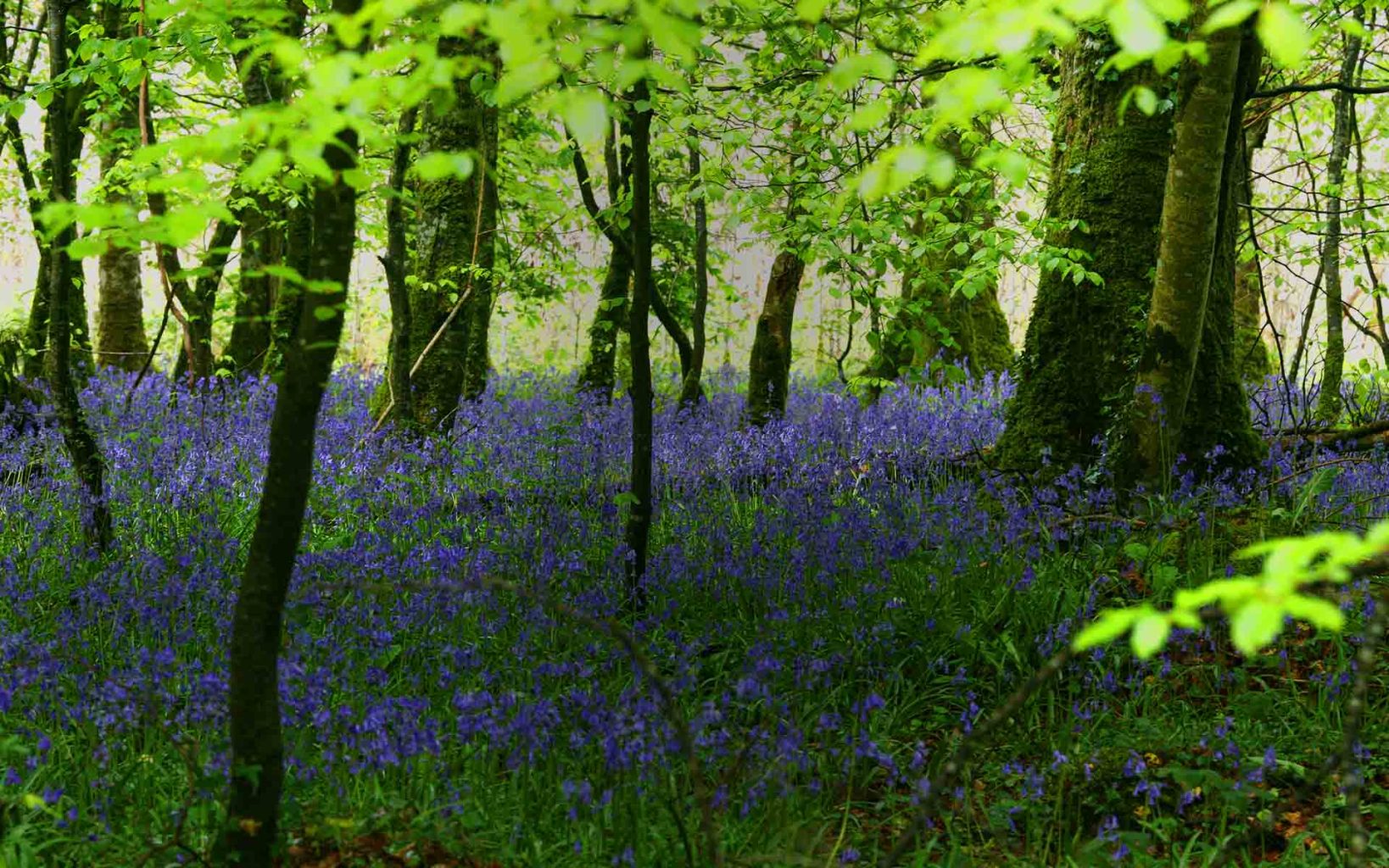 Bluebells at Lough Key forest.
