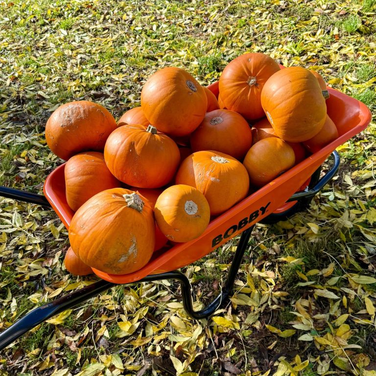 Lukers pumpkin patch
